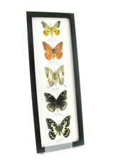 5 Farfalle splendidamente