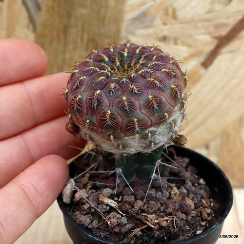 Sulcorebutia rauschii golden