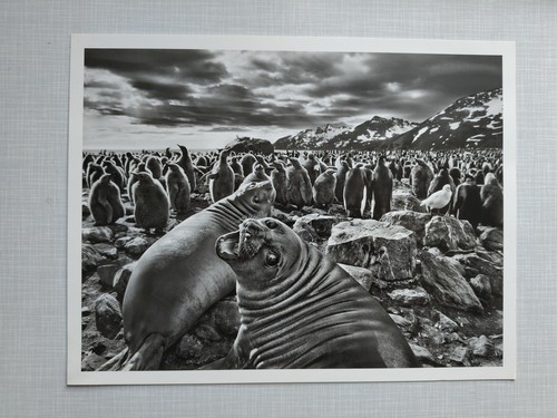 Sebastiao salgado genisis - sebastiao,