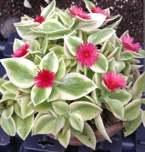 Talee aptenia cordifolia - talee,