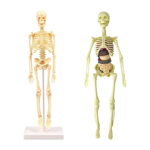 Anatomia anatomico umano - anatomico,