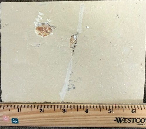 Lebanon marine fossil - lebanon,