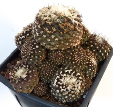 Copiapoa tenuissima (3 seedlings plants) NO cinerea columns-alba 25MM