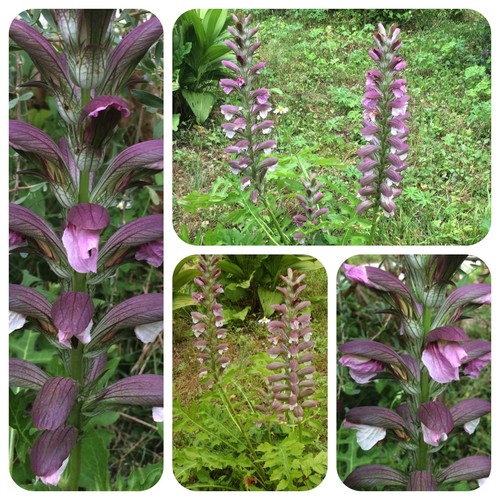 Akanthus acanthus mollis - akanthus,