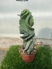CEREUS FORBESII CV. SPIRALIS -