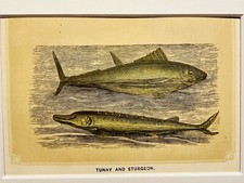Tonno Stor Pesca Pesca
