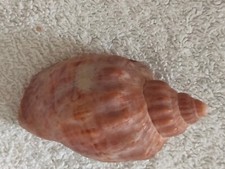 Conchiglia Shell Voluta CALLIPARA  AFRICANA  mm 63  Sud Africa