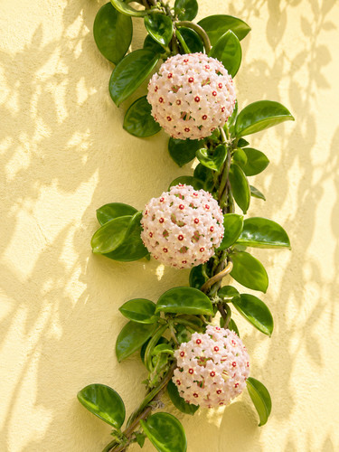 003360a hoya carnosa white - 003360a,