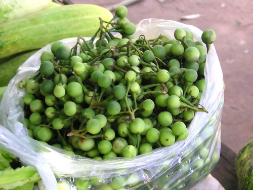 100 semi solanum torvum - di, .sw