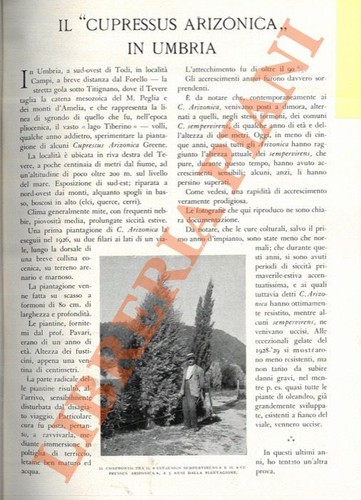 Mazzocchi alemanni il - alemanni,