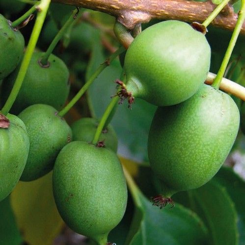 Actinidia kokuwa bisessuale - actinidia, 2l