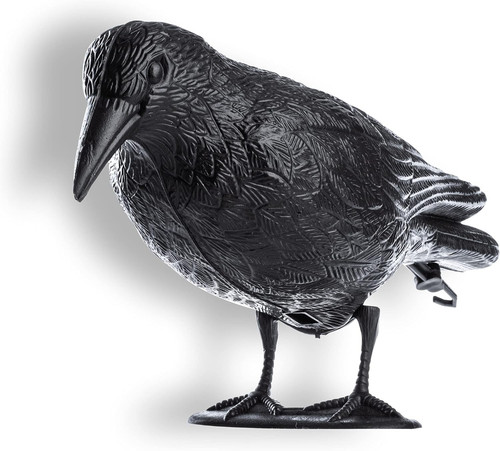 Corvo nero scaccia - corvo, piccioni