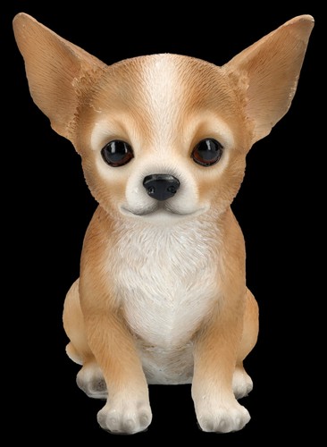 Decorazione cane chihuahua - cane, –