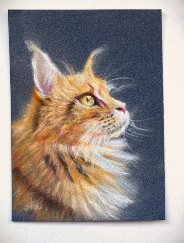 Maine coon gatto - , disegno