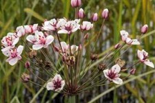 Butomus umbellatus - Fioriera