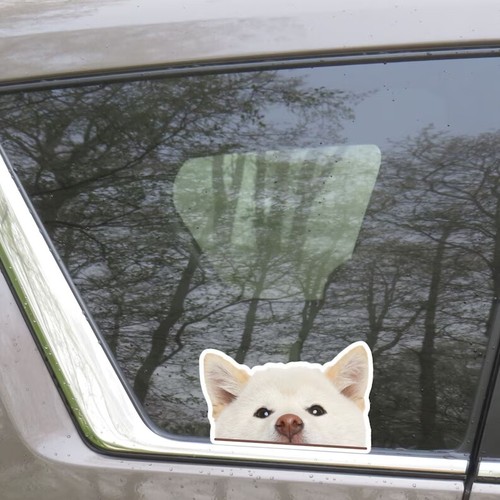 Adesivo auto shiba inu - adesivo,