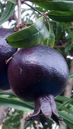 Pianta melograno frutto - di,
