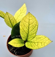 Zamioculcas Zamiifolia Camaleonte Con 2 Germogli