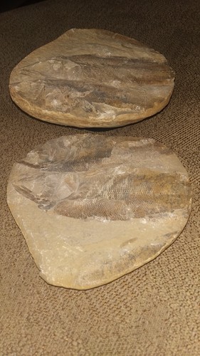 Fossile pesce doppia - di,