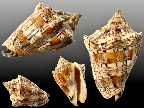 Volutidae voluta ebraea off - voluta,