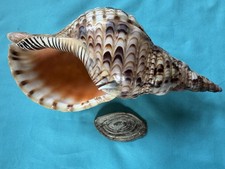 bellissima lumaca di mare