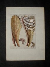 1681 ORIGINALE ANTICA STAMPA CONCHIGLIA COLORATA A MANO - BUONANNI - CONCHIGLIE PENNA