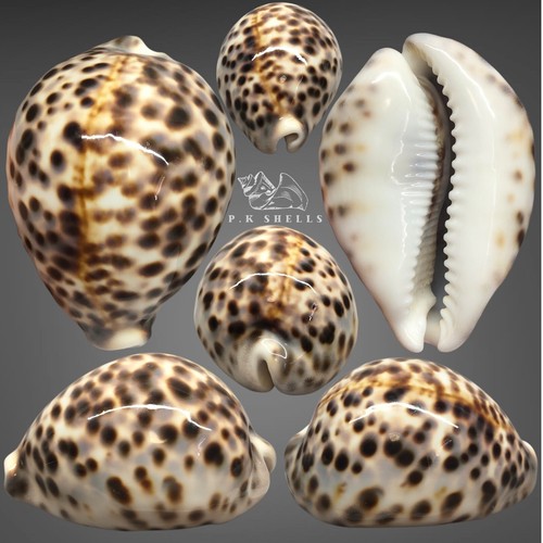 Cypraea tigris pardalis 9 - cypraea,