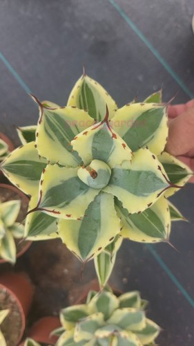 Agave