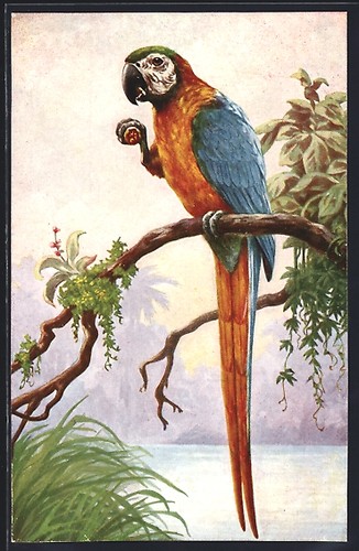 Cartolina ararauna pappagallo - cartolina,