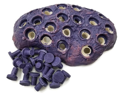 Coralline purple frag - coralline,