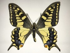 PAPILIO MACHAON MELITENSIS * from MALTA - ITALY - LEPIDOPTERA PAPILIONIDAE