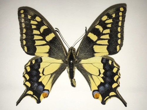 Papilio machaon melitensis - machaon, *
