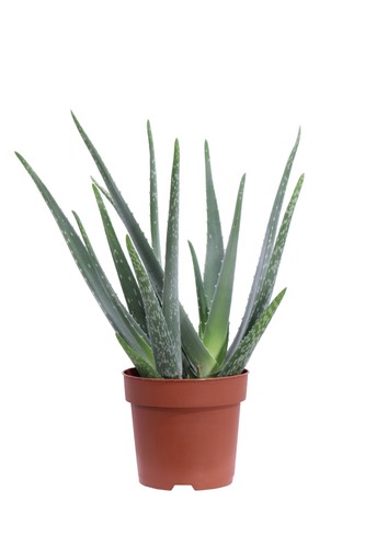 Pianta vera aloe - pianta,