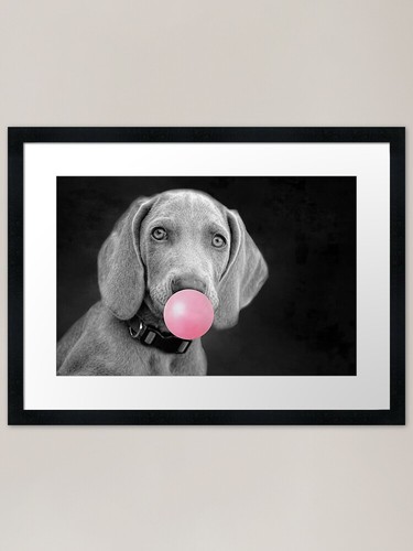 Weimaraner cucciolo con - , gomma