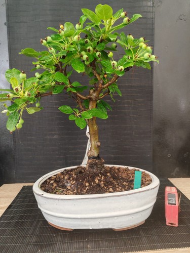 Bonsai melo h 44 cm - di,