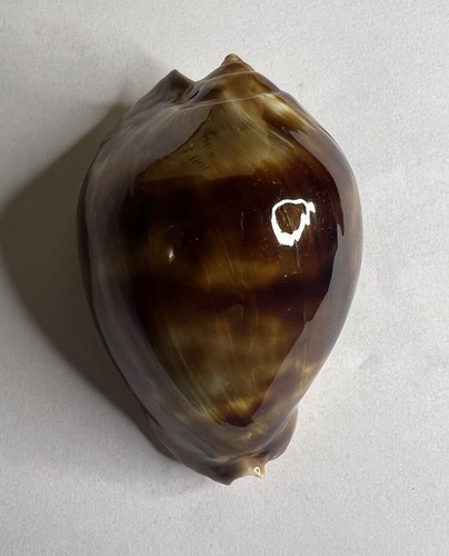 Cypraea zoila friendii - cypraea,,