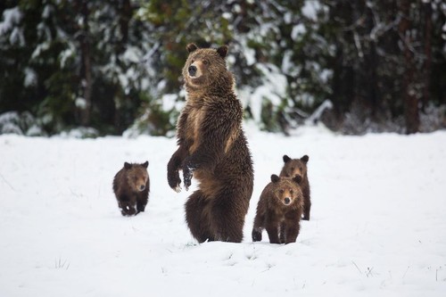 Poster grizzly scrofa - poster,