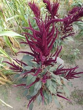 Amaranto Lotus viola - 50+