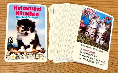 Gatti gattini bl n - gatti,