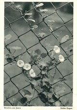 AK * verricelli sulla recinzione (AB) 70201