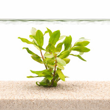 Ammannia Gracilis | Aquarium