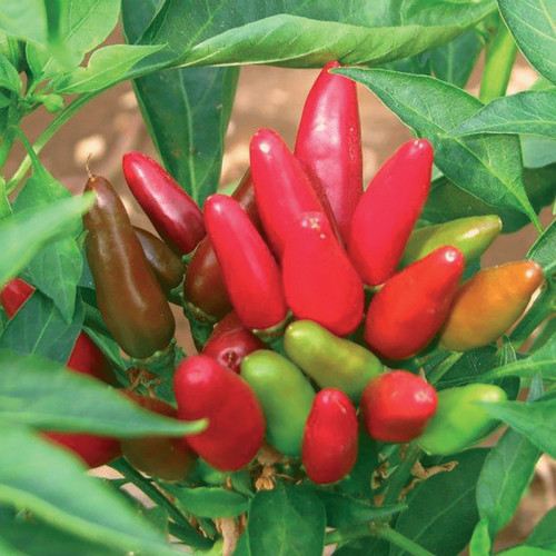 Peperoncino piccante calabrese - piccante,