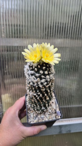 Copiapoa humilis pianta - humilis,,