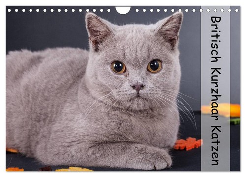 Britisch kurzhaar katzen - kurzhaar,