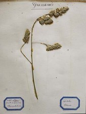 Tavola di erbario - Dactylis