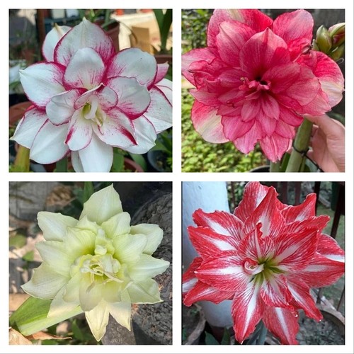 Pretty amaryllis bulbi doppia - amaryllis,