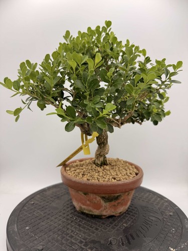 Bonsai bosso n5 - bosso,