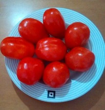 25 semi pomodoro scatolone