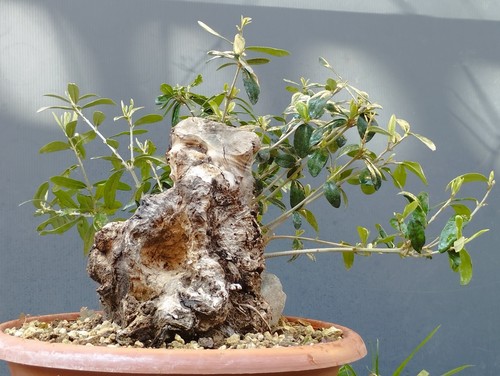 Bonsai olivastro 31x21cm - olivastro, in