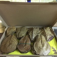 100 pezzi foglie di mandorlo